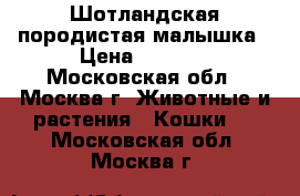 Шотландская породистая малышка › Цена ­ 2 500 - Московская обл., Москва г. Животные и растения » Кошки   . Московская обл.,Москва г.